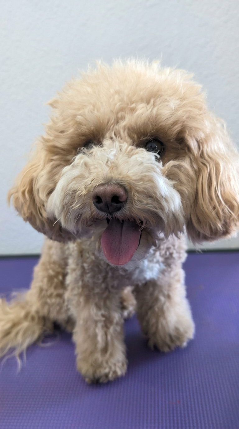 Golden cocker spaniel with a freshly hand-finished coat