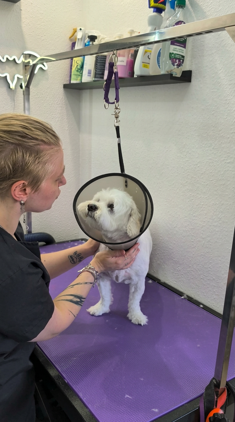 Salt and pepper schnauzer groomed to breed standard